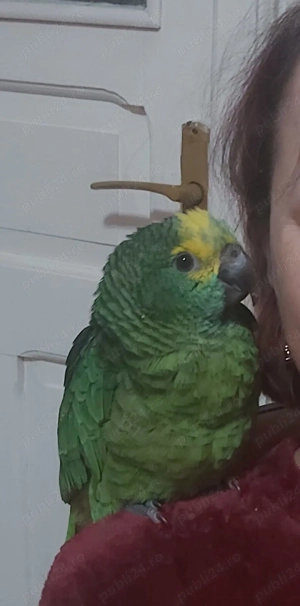 Vand pui papagal amazon cu frunte albastra