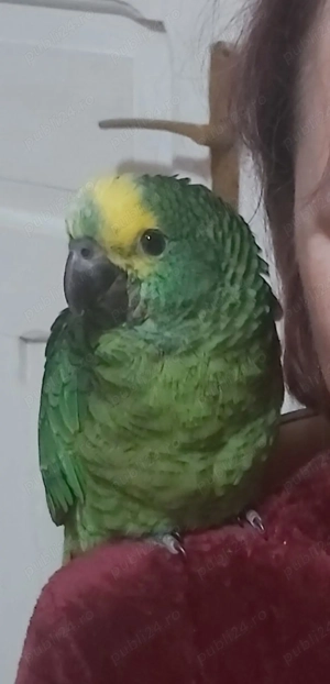 Vand pui papagal amazon cu frunte albastra - imagine 2