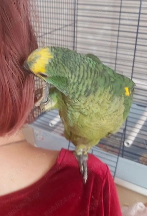 Vand pui papagal amazon cu frunte albastra - imagine 3