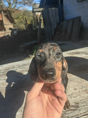 Femela teckel 6 luni  - imagine 2