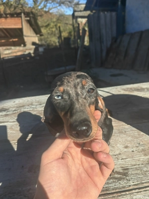 Femela teckel 6 luni  - imagine 3