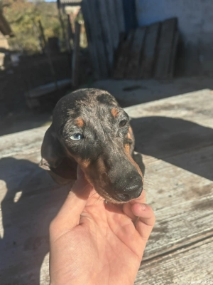 Femela teckel 6 luni