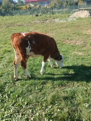 Vitea de tinut din mama buna de lapte