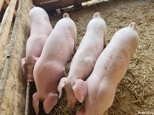 purceluse  pentru reproductie 