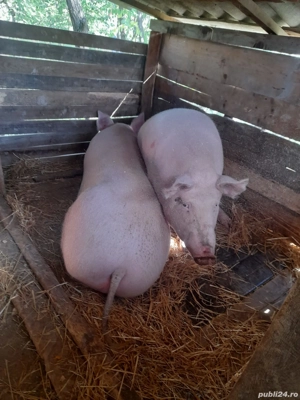 porci de țară  - imagine 4 porci de țară  - imagine 4