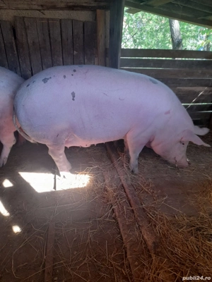 porci de țară  - imagine 3 porci de țară  - imagine 3
