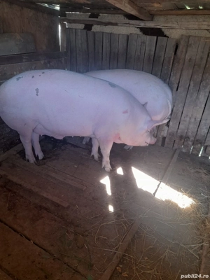 porci de țară  - imagine 2 porci de țară  - imagine 2
