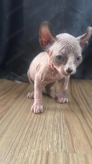 2 puiuți de sphynx perfect sănătoși și iubitori vaccinați și carnet de sănătate caută un stăpân iubi - imagine 2
