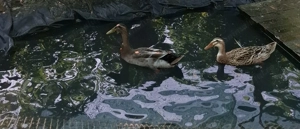 Rață indiana alergatoare 100 lei  - imagine 2 Rață indiana alergatoare 100 lei  - imagine 2