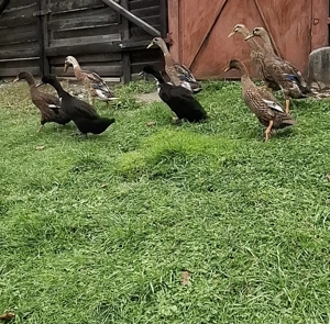 Rață indiana alergatoare 100 lei  - imagine 3 Rață indiana alergatoare 100 lei  - imagine 3