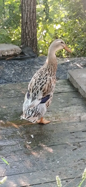 Rață indiana alergatoare 100 lei  - imagine 4 Rață indiana alergatoare 100 lei  - imagine 4