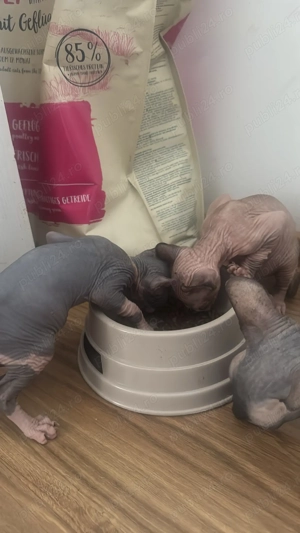 2 puiuți de sphynx perfect sănătoși și iubitori vaccinați și carnet de sănătate caută un stăpân iubi - imagine 3