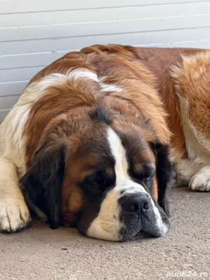 Lolita cauta partener- Saint Bernard