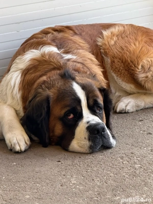 Lolita cauta partener- Saint Bernard - imagine 2