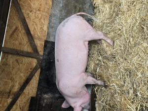 Scroafa de vanzare - imagine 2