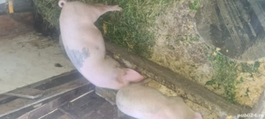 porc de vanzare