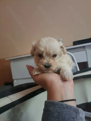 Vând puiuți Maltipoo