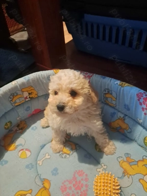 Vând puiuți Maltipoo  - imagine 3