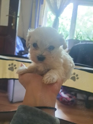Vând puiuți Maltipoo  - imagine 2