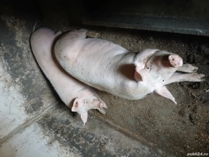 porc de vanzare 