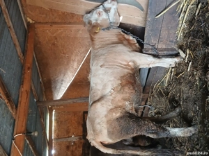 vând juninca  - imagine 2 vând juninca  - imagine 2