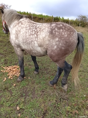 vand cai cuminti - imagine 5