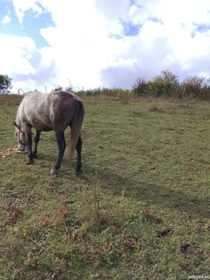 vand cai cuminti - imagine 4