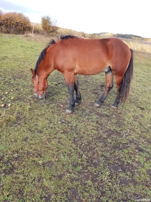 vand cai cuminti - imagine 3