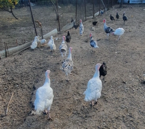 Vind purceisi curcani rel la tel   - imagine 4 Vind purceisi curcani rel la tel   - imagine 4