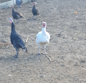 Vind purceisi curcani rel la tel   - imagine 5 Vind purceisi curcani rel la tel   - imagine 5