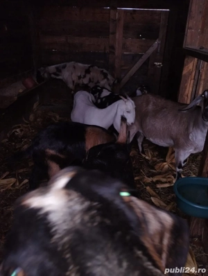 Vând capre rasa Anglo Nubiana
