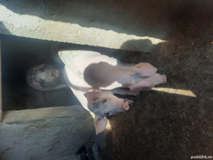 Soldani de vinzare - imagine 4 Soldani de vinzare - imagine 4