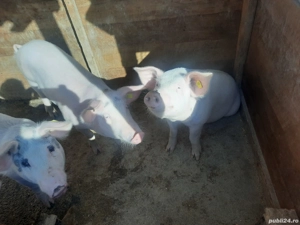 Porci da vinzare - imagine 3 Porci da vinzare - imagine 3