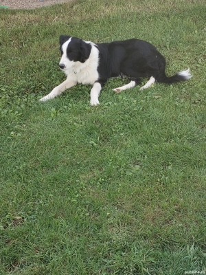 disponibil un mascul bord Collie de 7 luni 