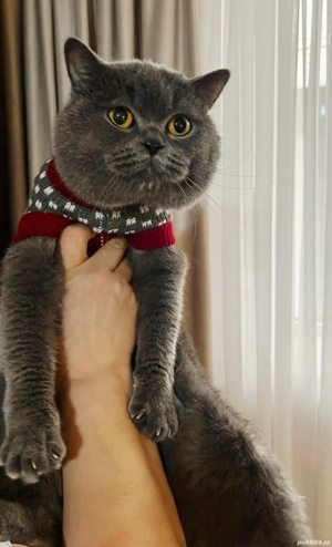British shorthair blue 