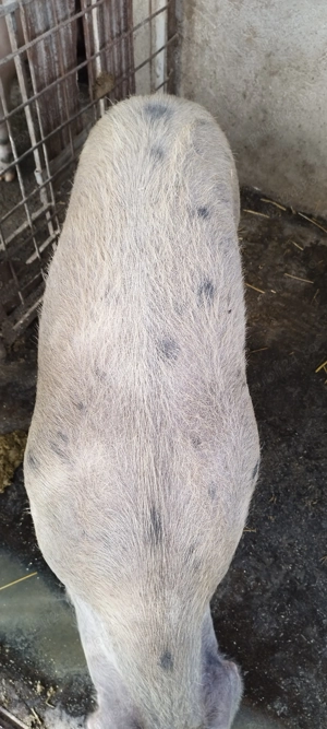 Vând porci pentru taiat 