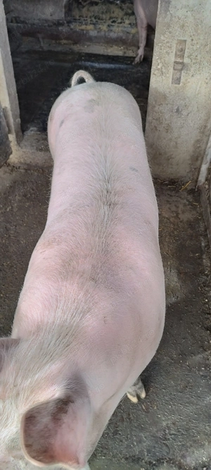 Vând porci pentru taiat  - imagine 3