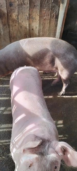 Vând porci pentru taiat  - imagine 2