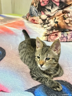 pui de pisica spre adoptie