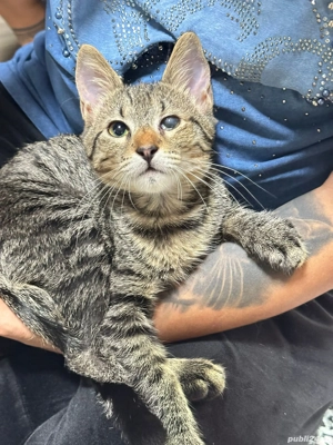 pui de pisica spre adoptie - imagine 2