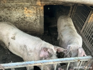 Vand porci de craciun  - imagine 2 Vand porci de craciun  - imagine 2