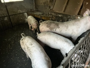 Vand porci de craciun 