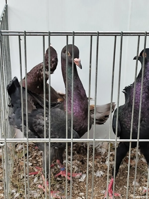 porumbei maltezi - imagine 3