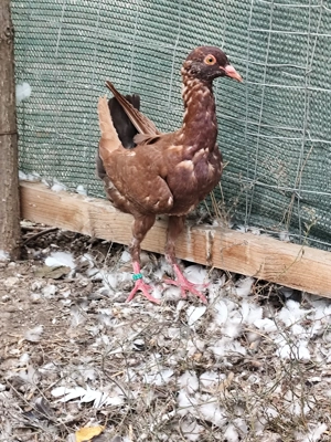 porumbei maltezi - imagine 5