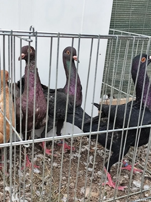 porumbei maltezi - imagine 4