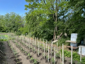 Casa batraneasca + Teren 1430mp, sat Mihai Viteazu, com. V.Tepes, jud. Calarasi - imagine 4