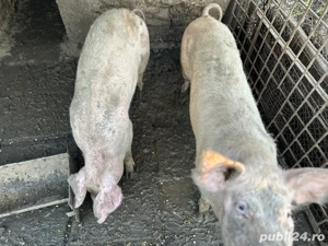 Vand porci de craciun  - imagine 4 Vand porci de craciun  - imagine 4