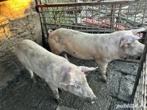 Vand porci de craciun  - imagine 5 Vand porci de craciun  - imagine 5