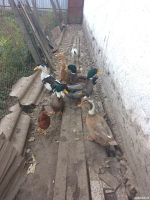 Vând rațe măcănitoare românești 