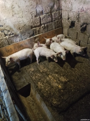 Purcei de 11 saptamani de vanzare